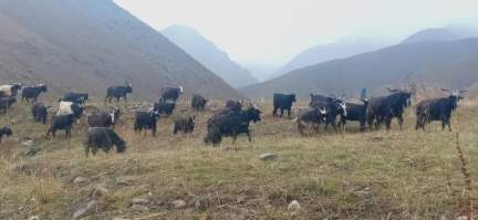 Mountain goats—an alternate source of income for Dolpo Tibetans, revealed by God to Rodha and Phendey.