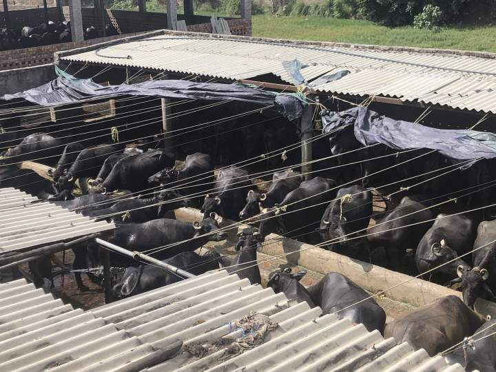 The school is surrounded on all four sides by dairy cattle and buffalo.