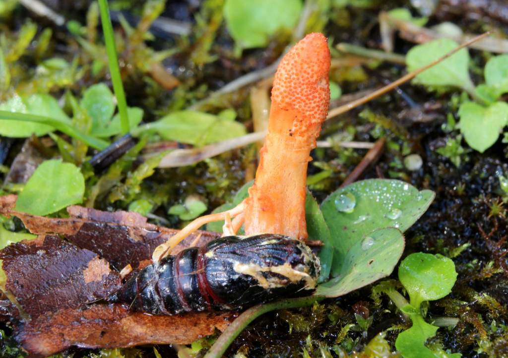 Cordyceps fungus on the back of an insect—a major source of income now denied to Nepal’s Dolpo Tibetans—an opportunity for Jesus to get a hearing.